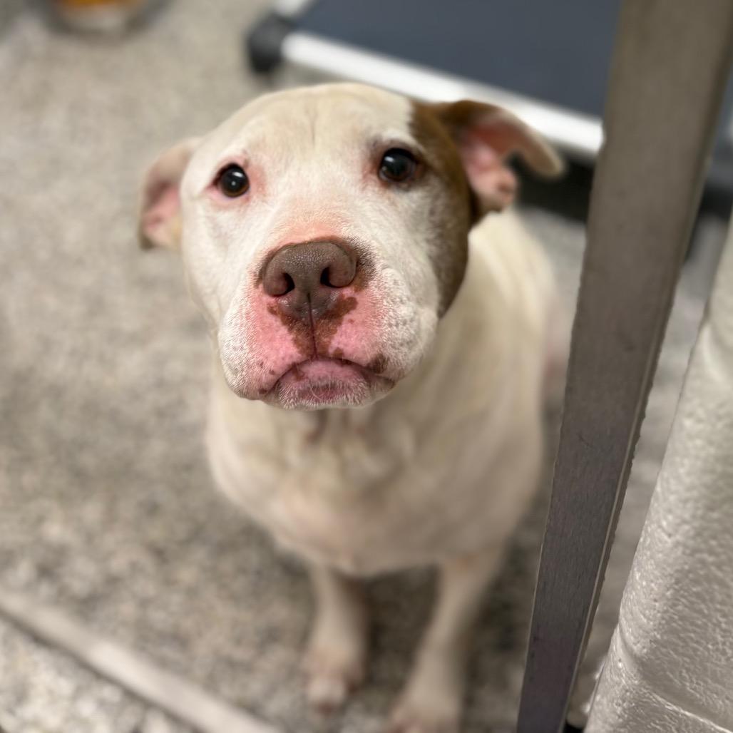 Enlarge Mace, a Adoptable mixed breed in Morganton, NC image 3/6