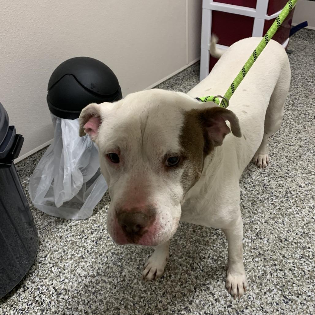Enlarge Mace, a Adoptable mixed breed in Morganton, NC image 4/6