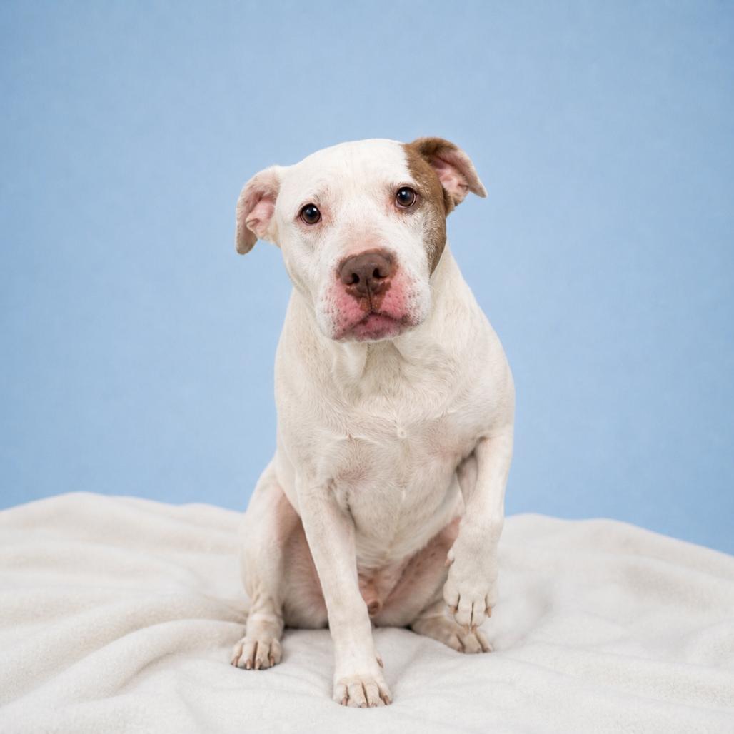 Enlarge Mace, a Adoptable mixed breed in Morganton, NC image 5/6