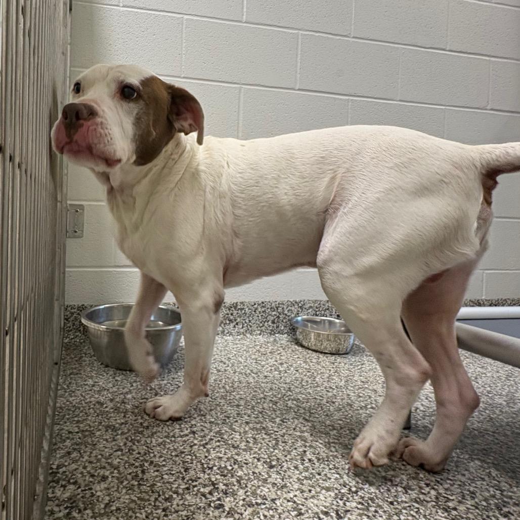 Enlarge Mace, a Adoptable mixed breed in Morganton, NC image 6/6