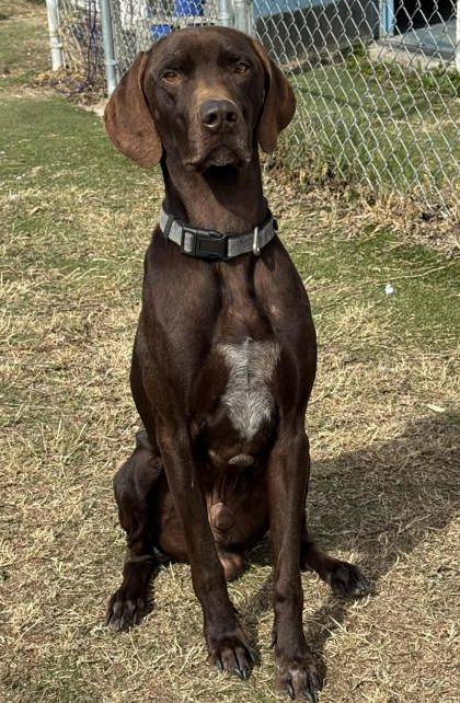 Koda, an adopted mixed breed in Inverness, FL image 2/2