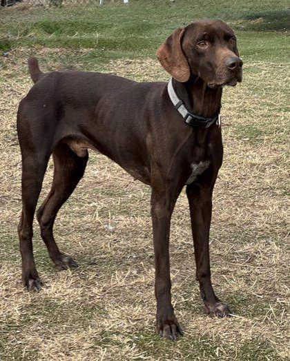 Koda, an adopted mixed breed in Inverness, FL image 1/2