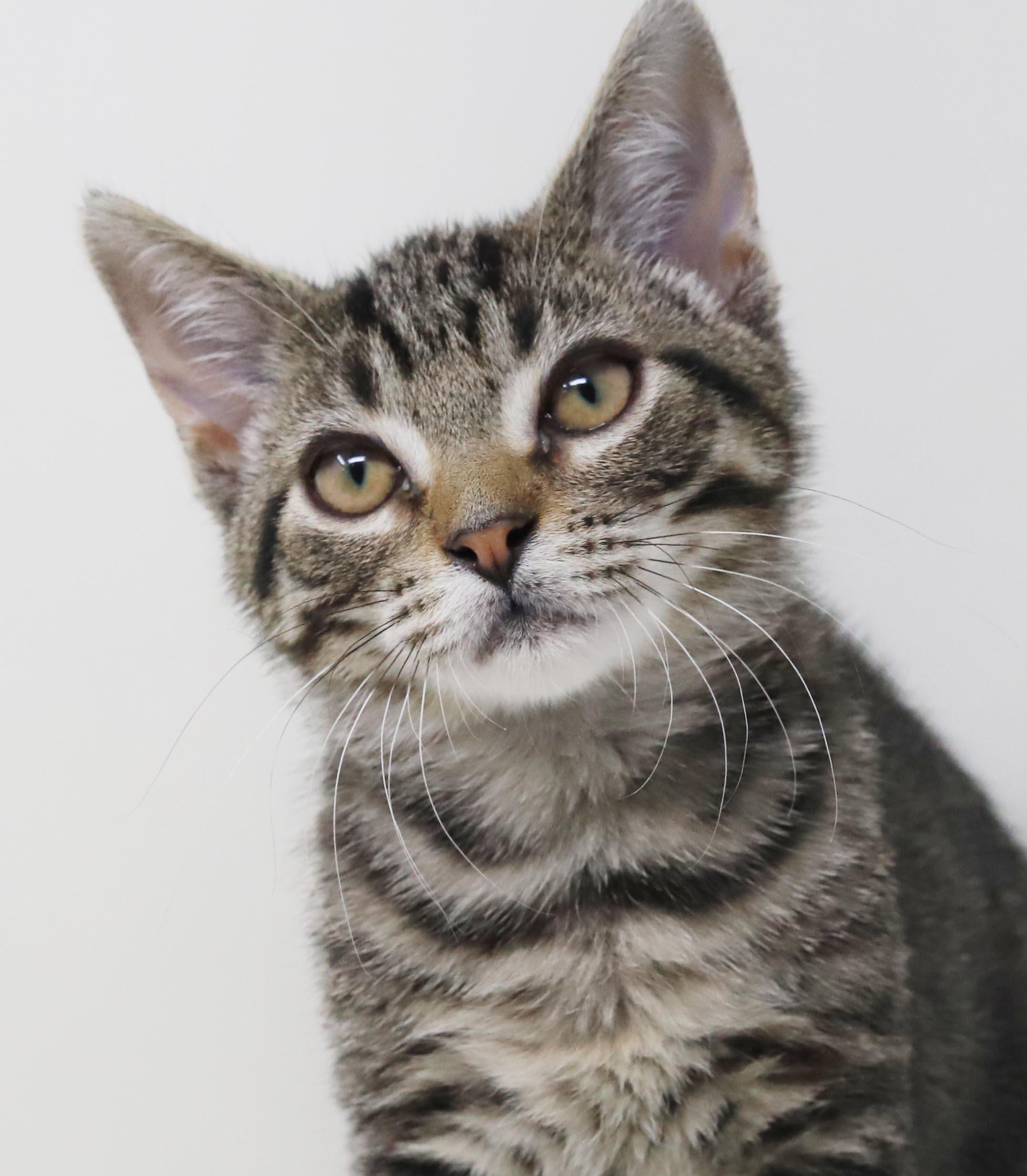 Tairn - teeny tiny sweetness - OLD ENOUGH TO GO SOLO, a Adoptable mixed breed in Bedford Hills, NY image 6/6
