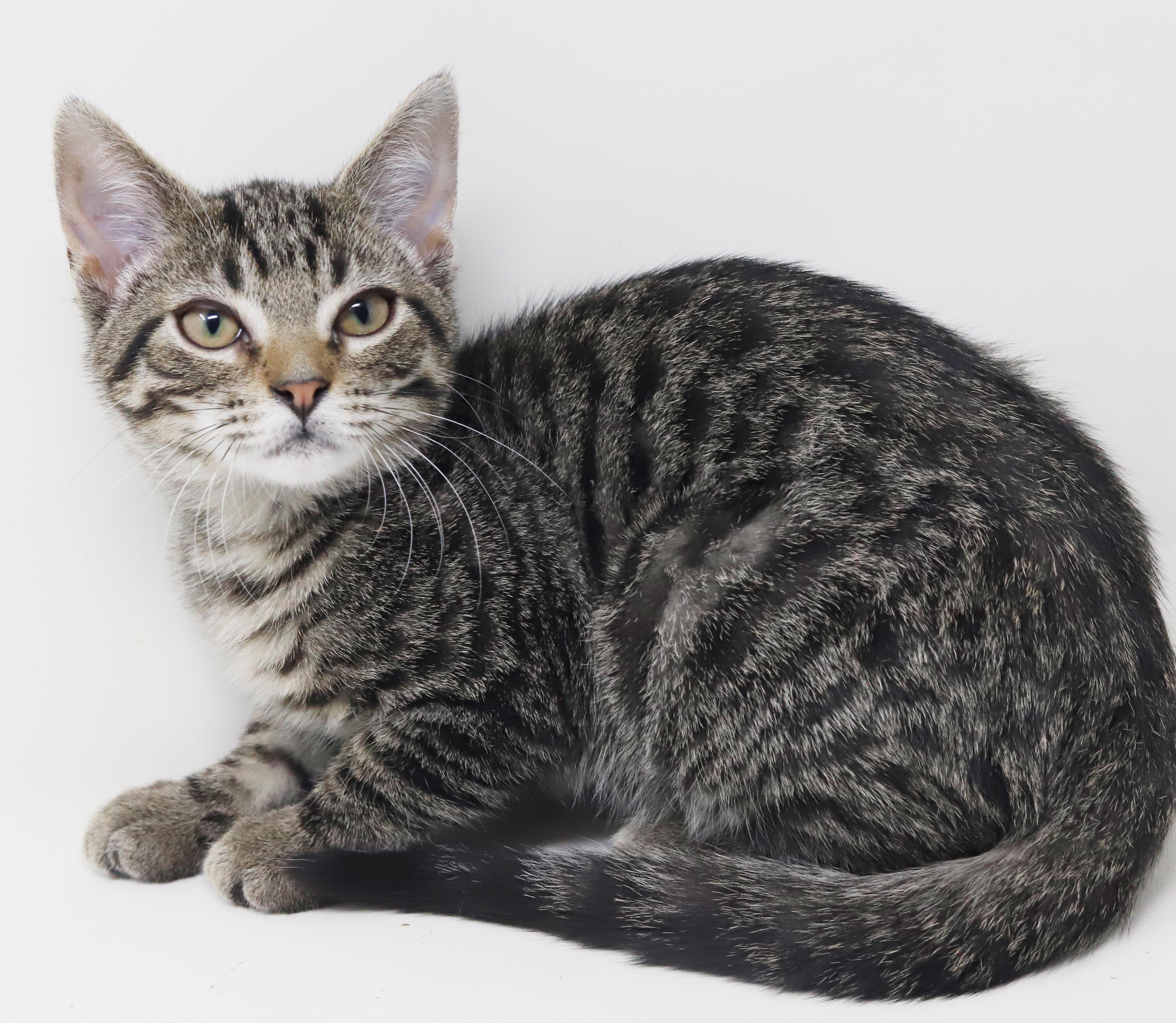 Tairn - teeny tiny sweetness - OLD ENOUGH TO GO SOLO, a Adoptable mixed breed in Bedford Hills, NY image 5/6