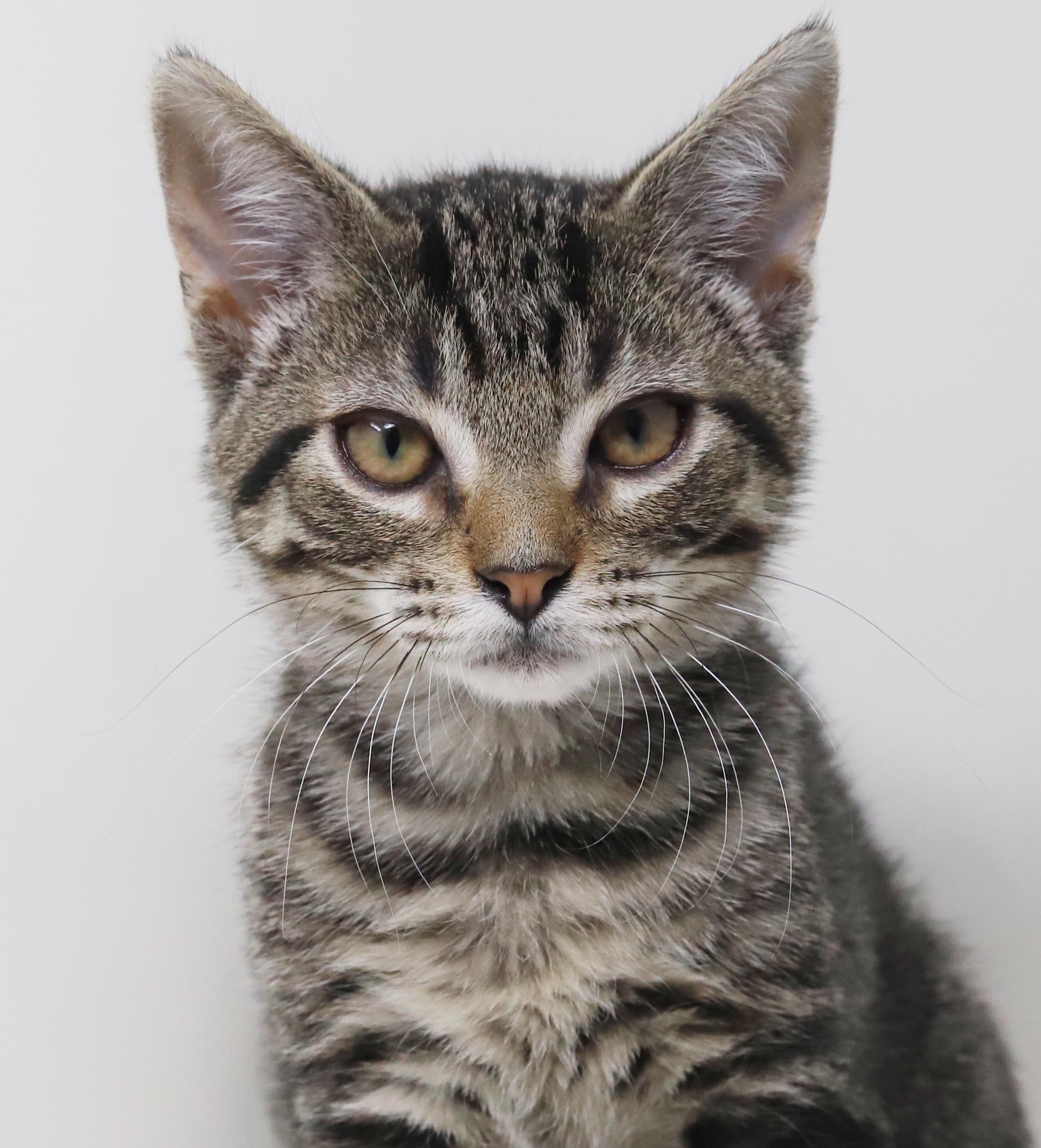 Tairn - teeny tiny sweetness - OLD ENOUGH TO GO SOLO, Adoptable, Kitten Male Bengal & Tabby.