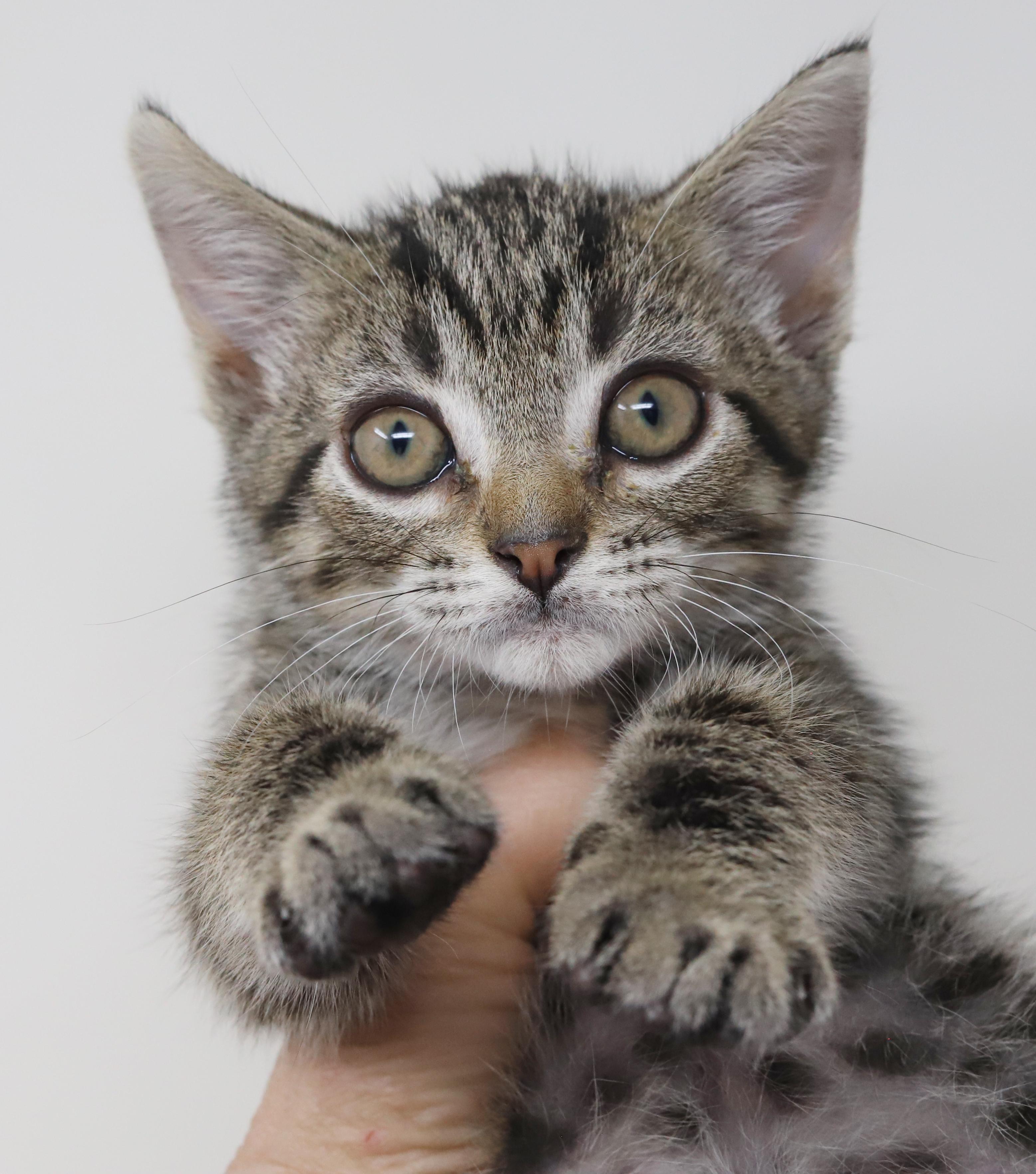 Tairn - teeny tiny sweetness - OLD ENOUGH TO GO SOLO, a Adoptable mixed breed in Bedford Hills, NY image 4/6