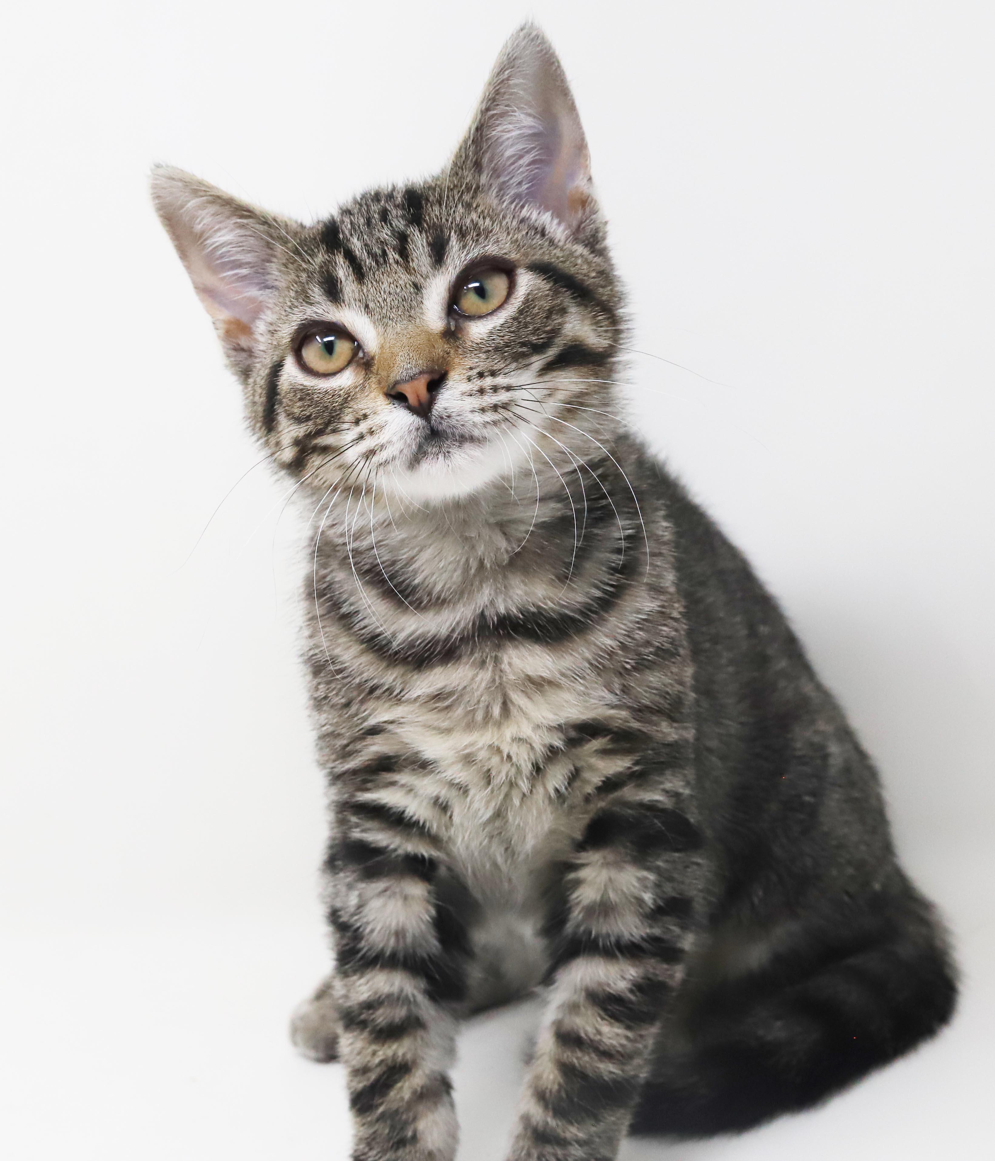 Tairn - teeny tiny sweetness - OLD ENOUGH TO GO SOLO, a Adoptable mixed breed in Bedford Hills, NY image 2/6