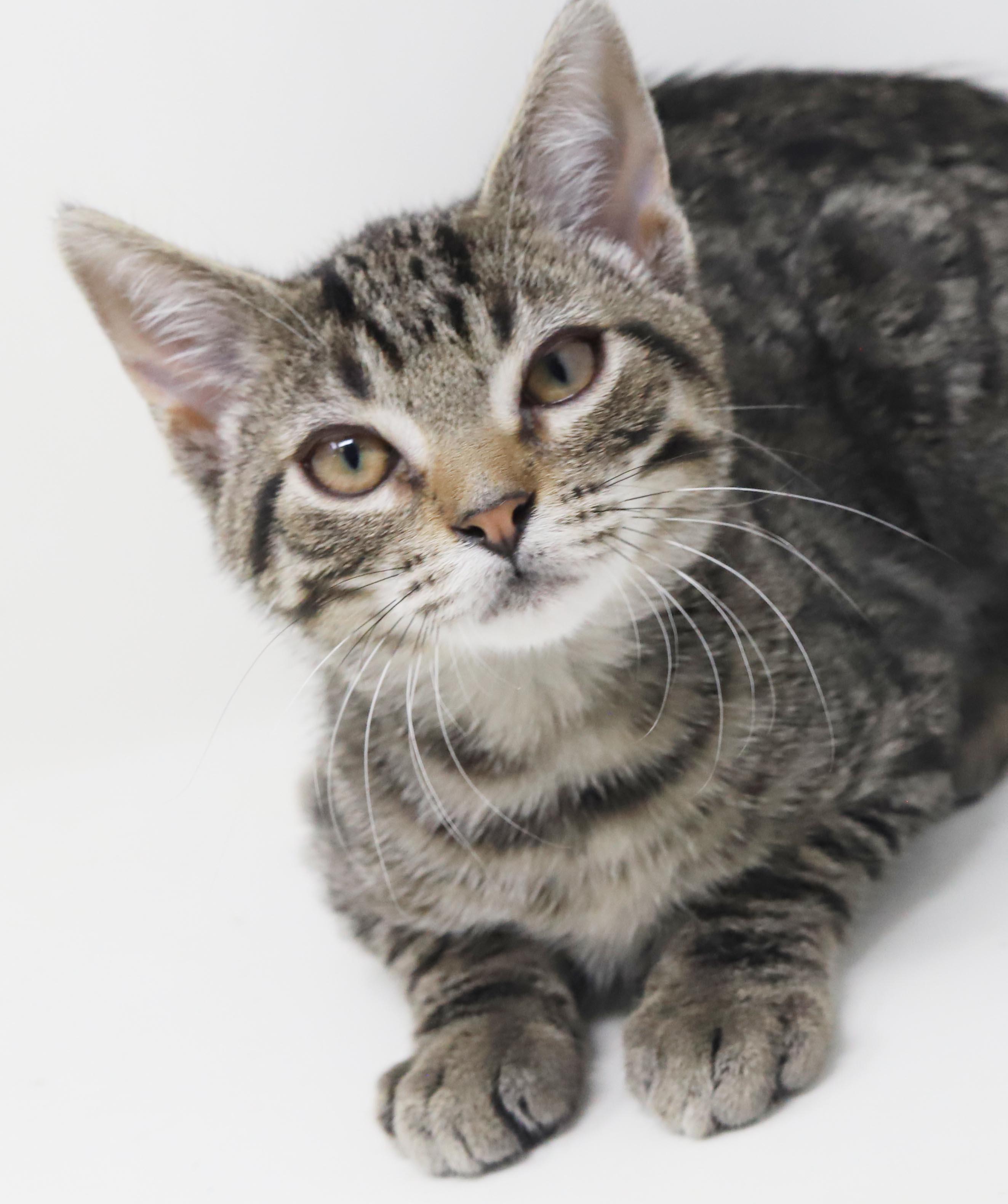 Tairn - teeny tiny sweetness - OLD ENOUGH TO GO SOLO, a Adoptable mixed breed in Bedford Hills, NY image 3/6