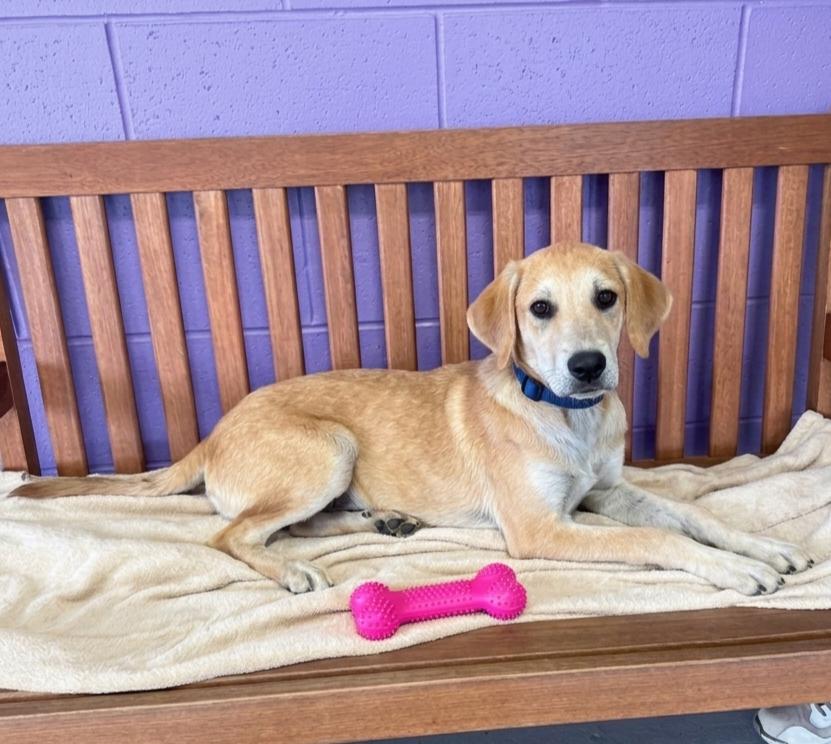 **BAMBI**, Adoptable, Puppy Female Labrador Retriever.