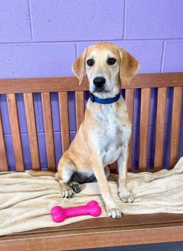 Enlarge **BAMBI**, a Adoptable Labrador Retriever in North Prairie, WI image 2/3