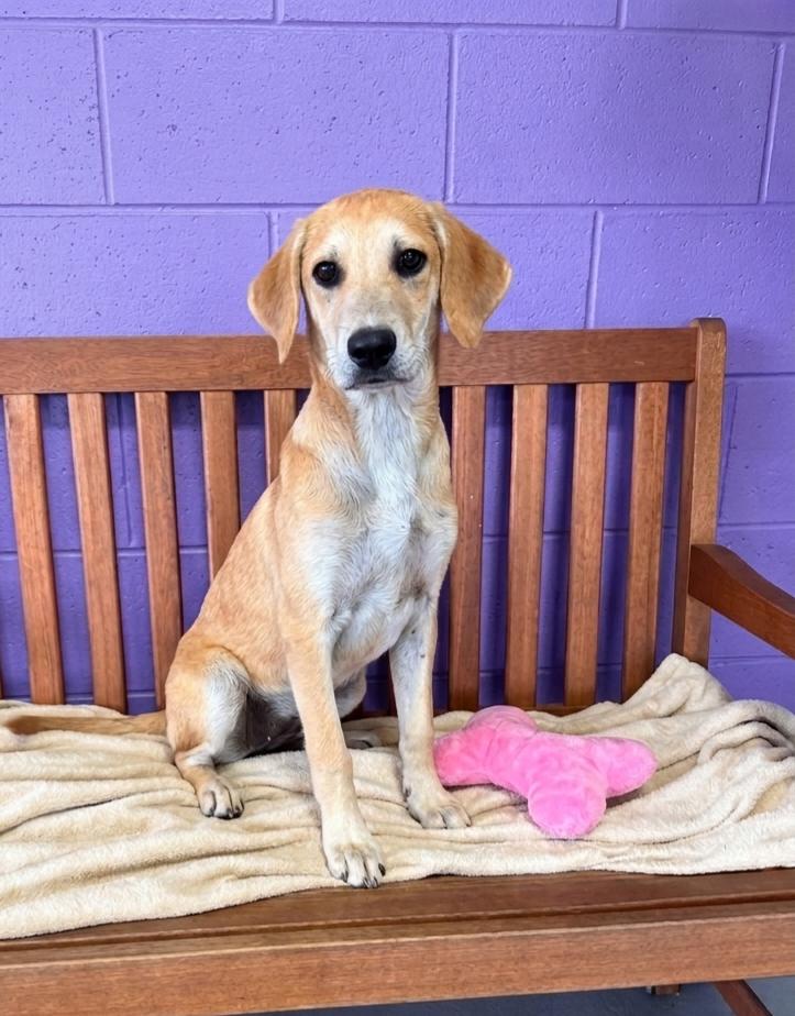Enlarge **BAMBI**, a Adoptable Labrador Retriever in North Prairie, WI image 3/3