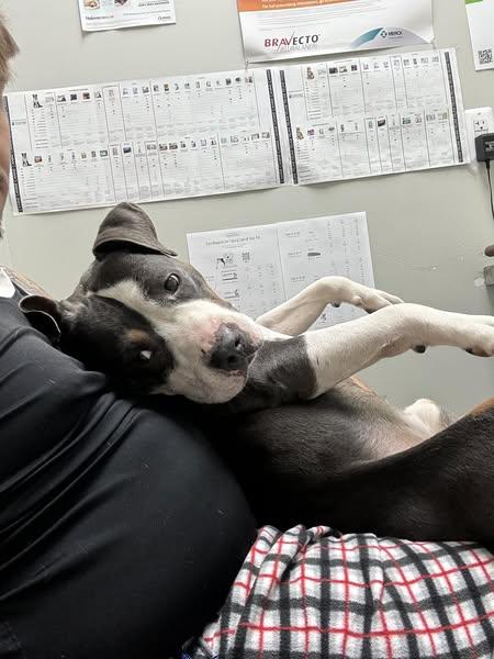 Theo, Adopted, Young Male American Staffordshire Terrier.