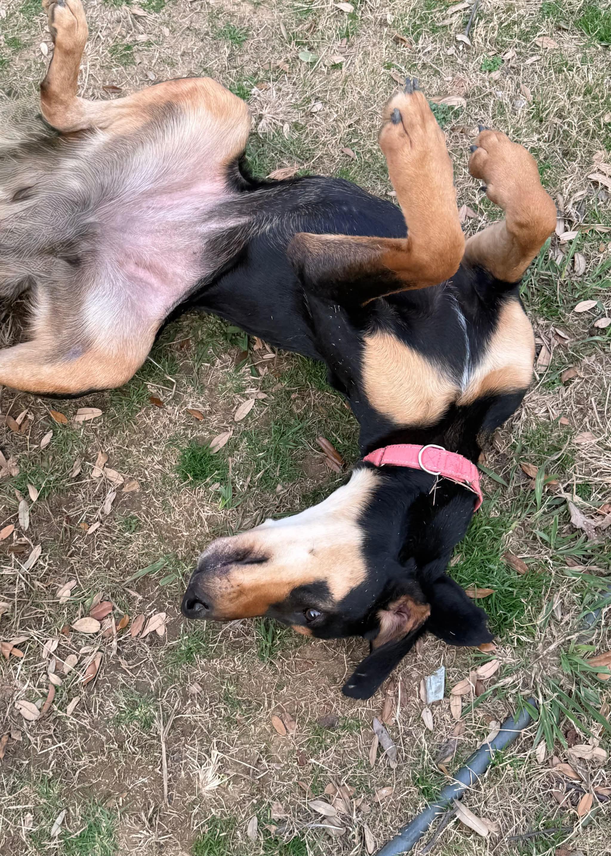 Enlarge Lucy , a Adoptable mixed breed in Hoffman Estates, IL image 3/6