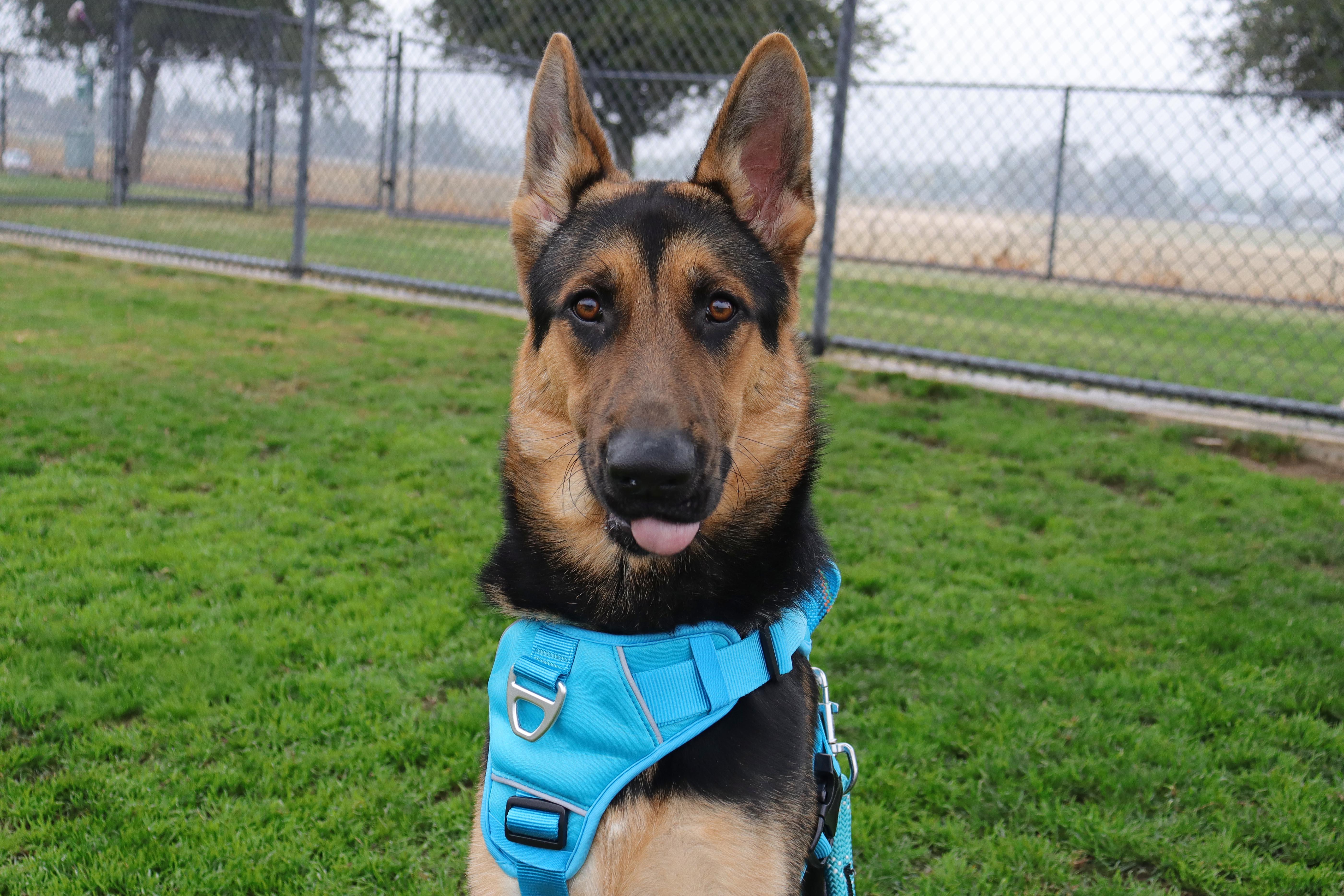 Eden, a Adoptable mixed breed in Clovis, CA image 1/6