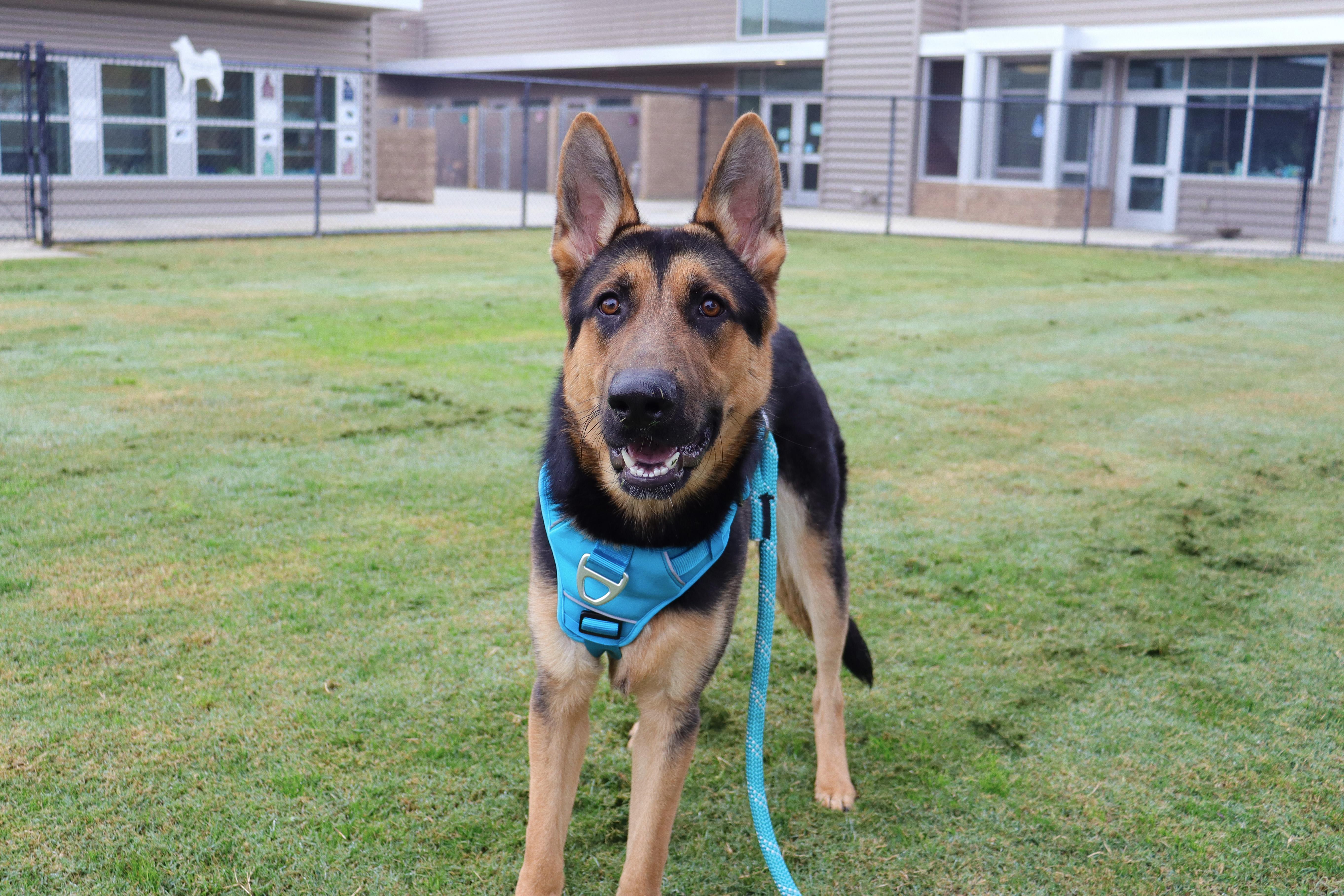 Eden, a Adoptable mixed breed in Clovis, CA image 6/6