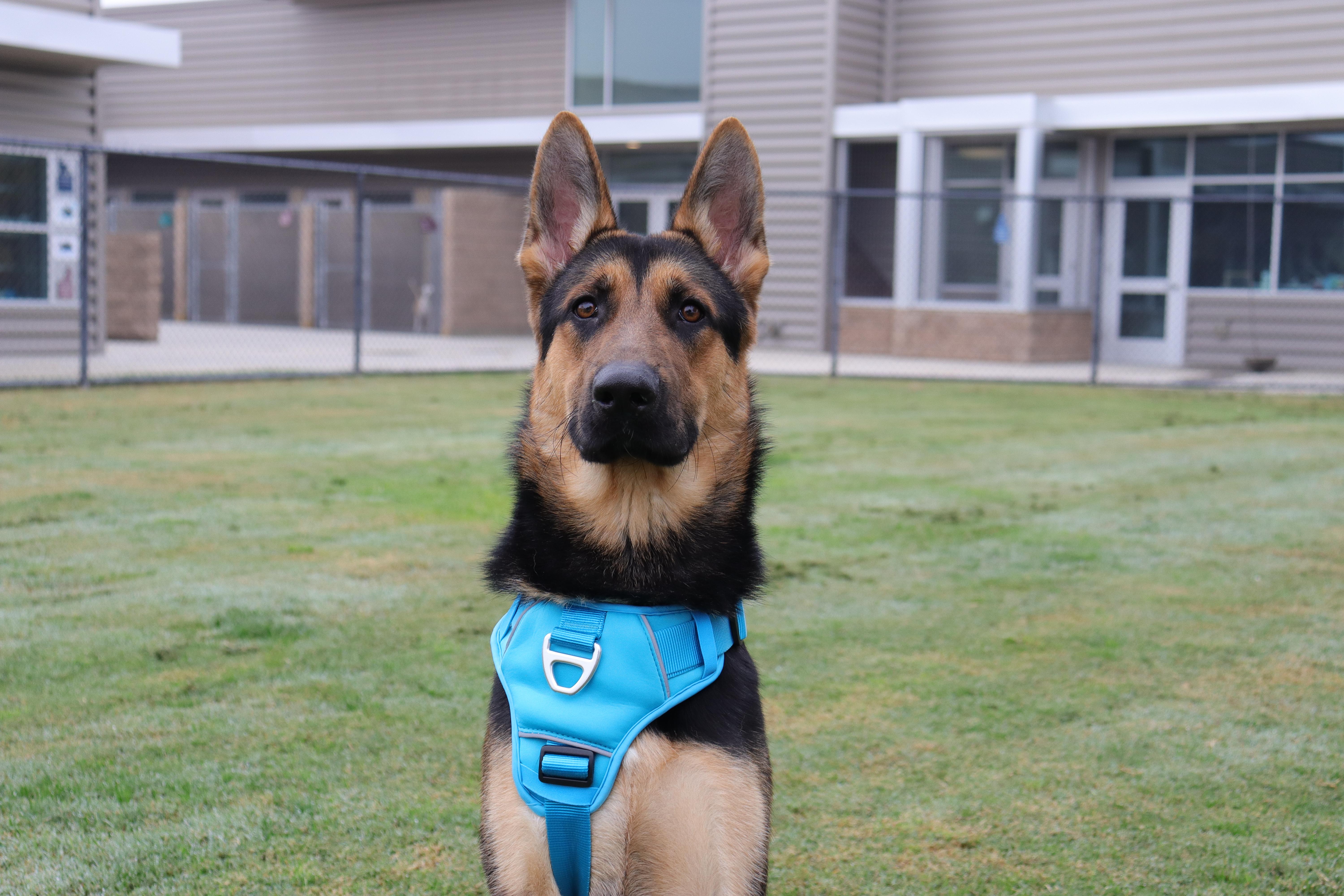 Eden, a Adoptable mixed breed in Clovis, CA image 2/6