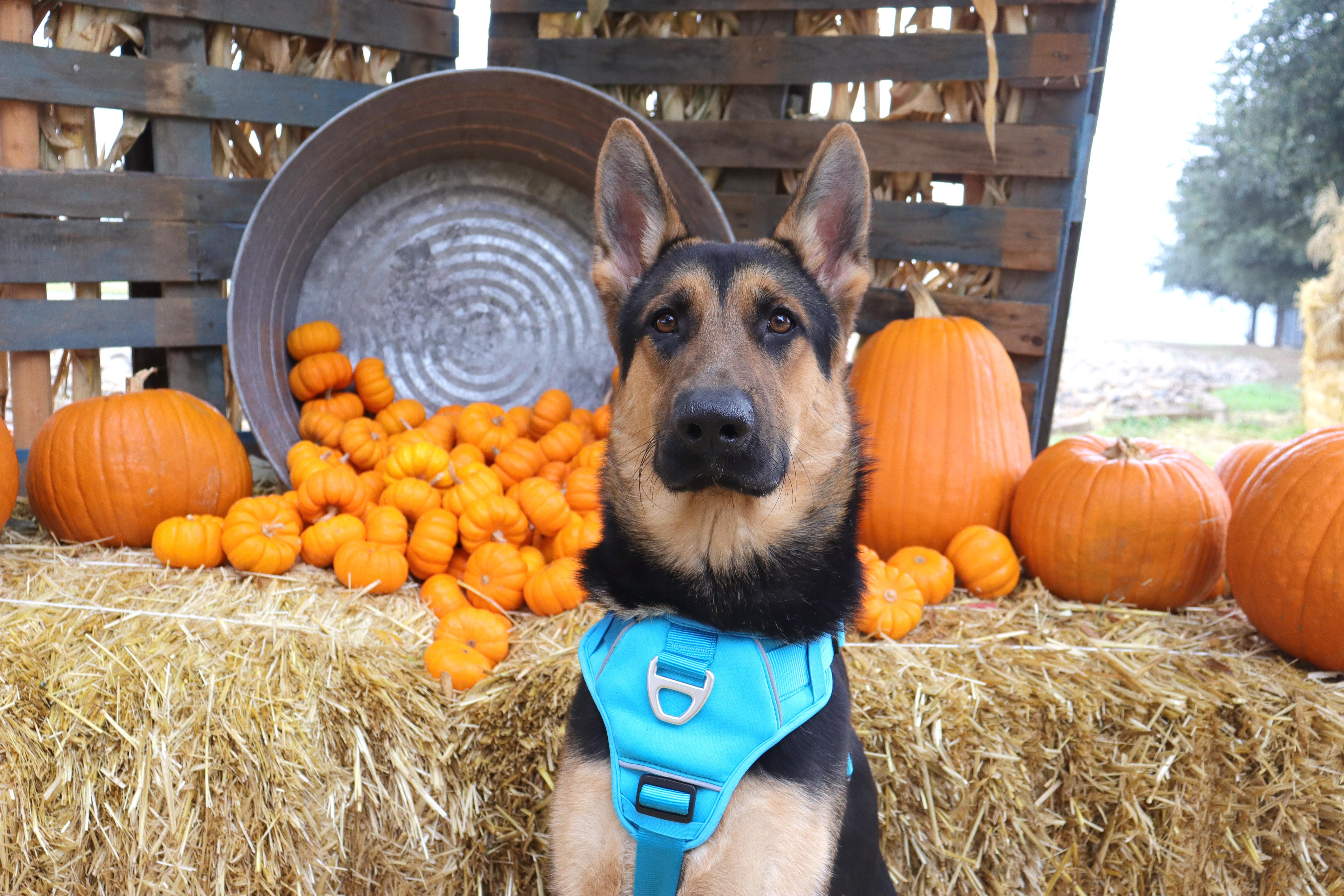 Eden, a Adoptable mixed breed in Clovis, CA image 3/6