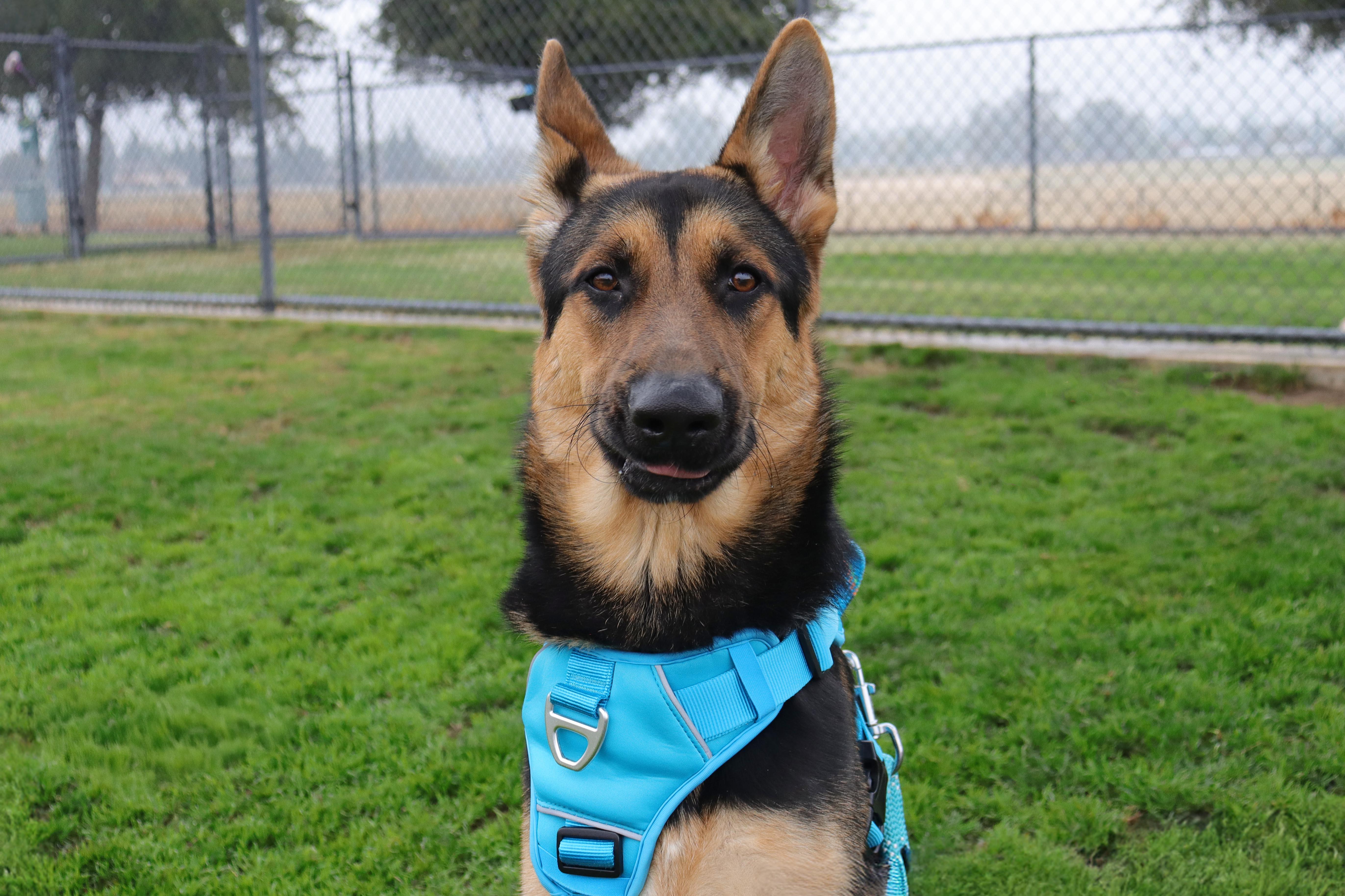 Eden, a Adoptable mixed breed in Clovis, CA image 4/6
