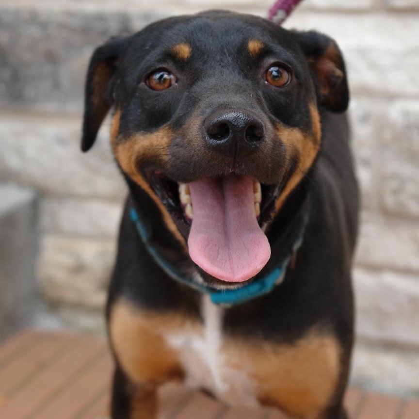 Sally, Adoptable, Adult Female Shepherd.