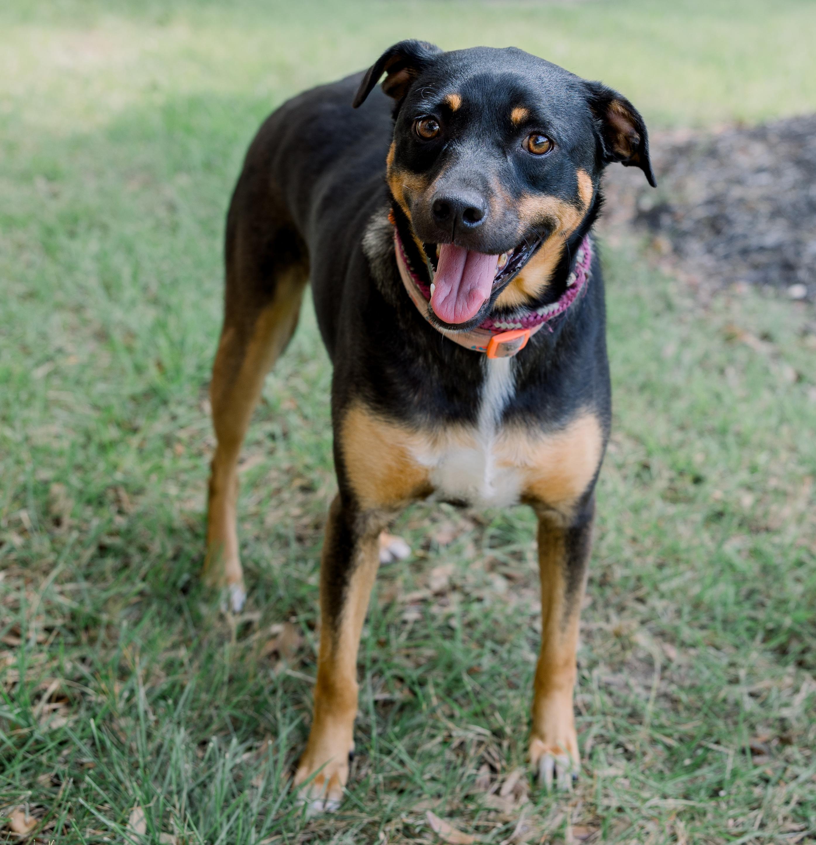 Sally, a Adoptable mixed breed in Bryan, TX image 2/6