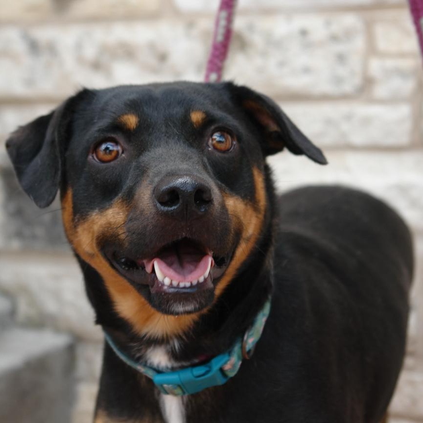 Sally, a Adoptable mixed breed in Bryan, TX image 2/6