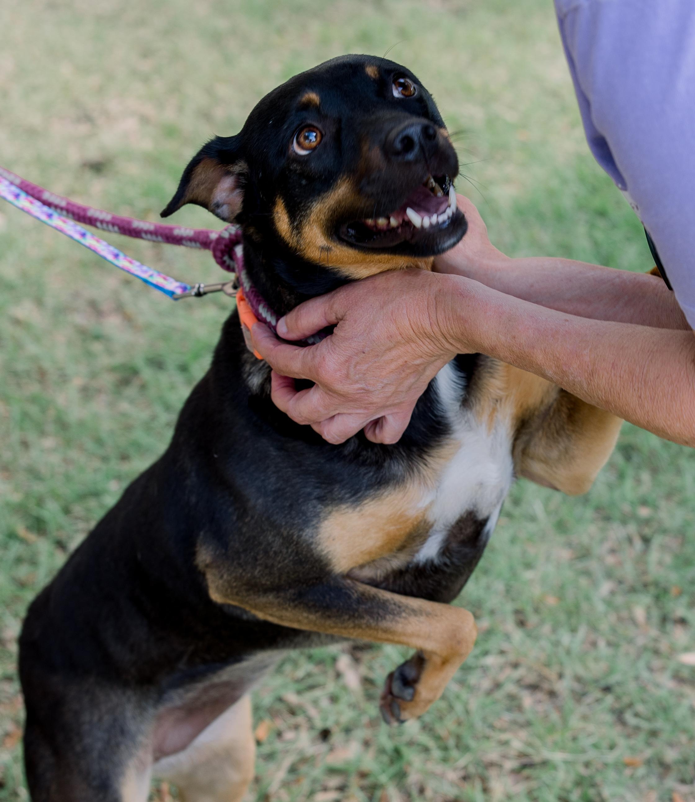 Sally, Adoptable, Adult Female Shepherd.