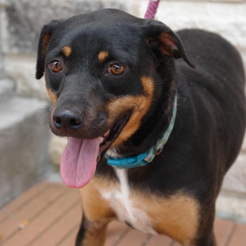 Sally, a Adoptable mixed breed in Bryan, TX image 4/6