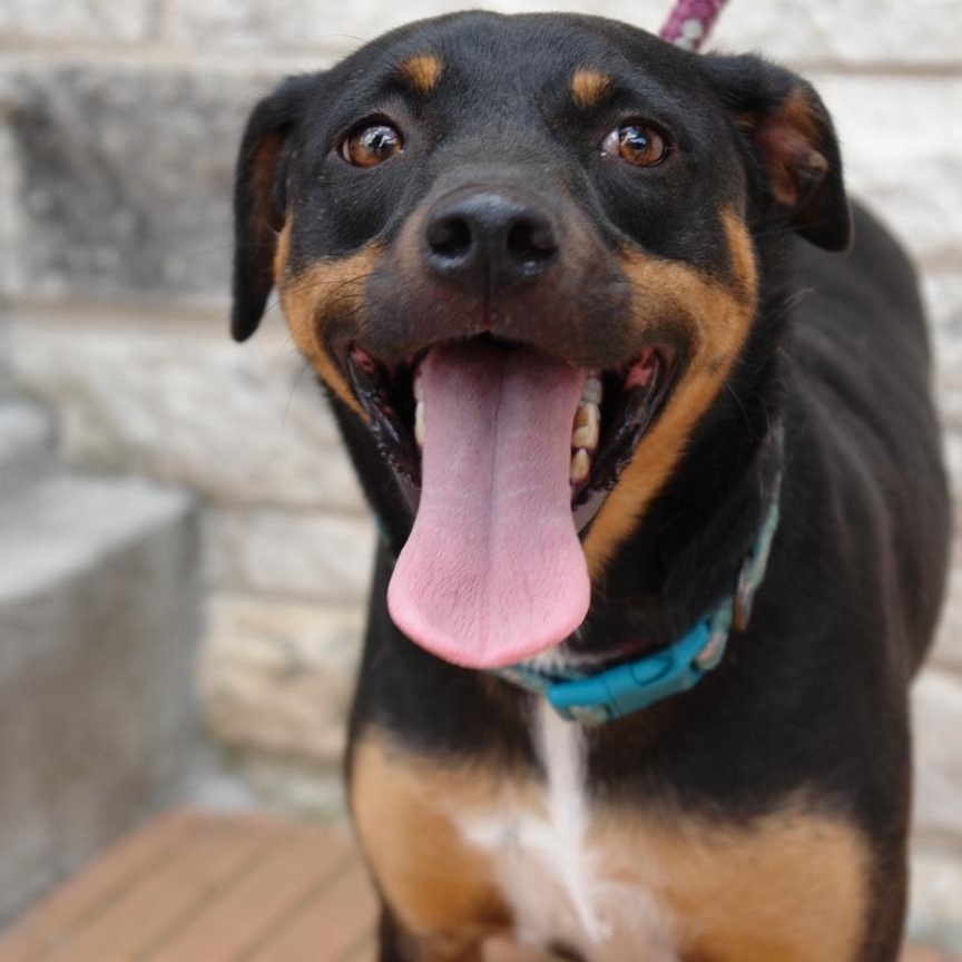 Sally, a Adoptable mixed breed in Bryan, TX image 5/6