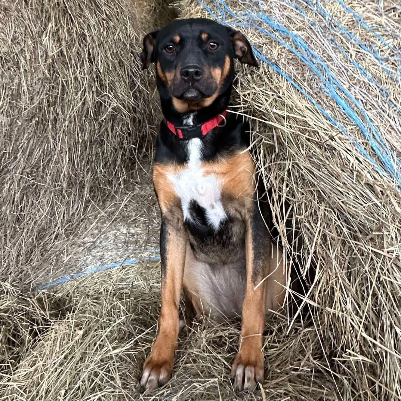 Sally, a Adoptable mixed breed in Bryan, TX image 6/6