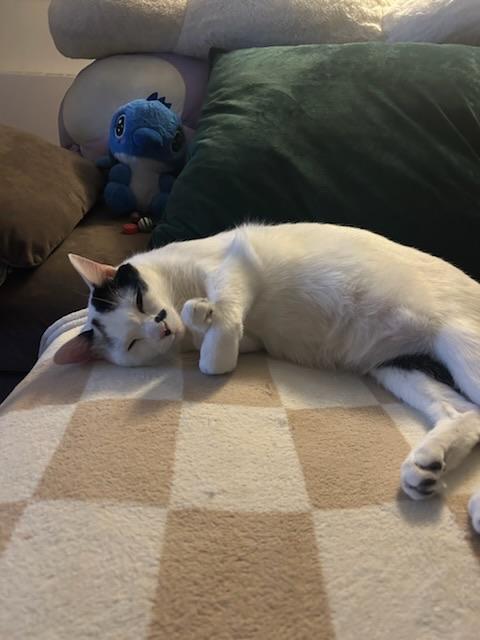 Enlarge Millie and Milo - Bonded Pair, a ADOPTABLE Domestic Short Hair in Bayonne, NJ image 4/5