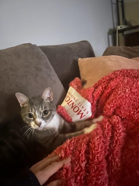 Enlarge Millie and Milo - Bonded Pair, a ADOPTABLE Domestic Short Hair in Bayonne, NJ image 5/5