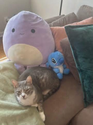 Enlarge Millie and Milo - Bonded Pair, a ADOPTABLE Domestic Short Hair in Bayonne, NJ image 3/5
