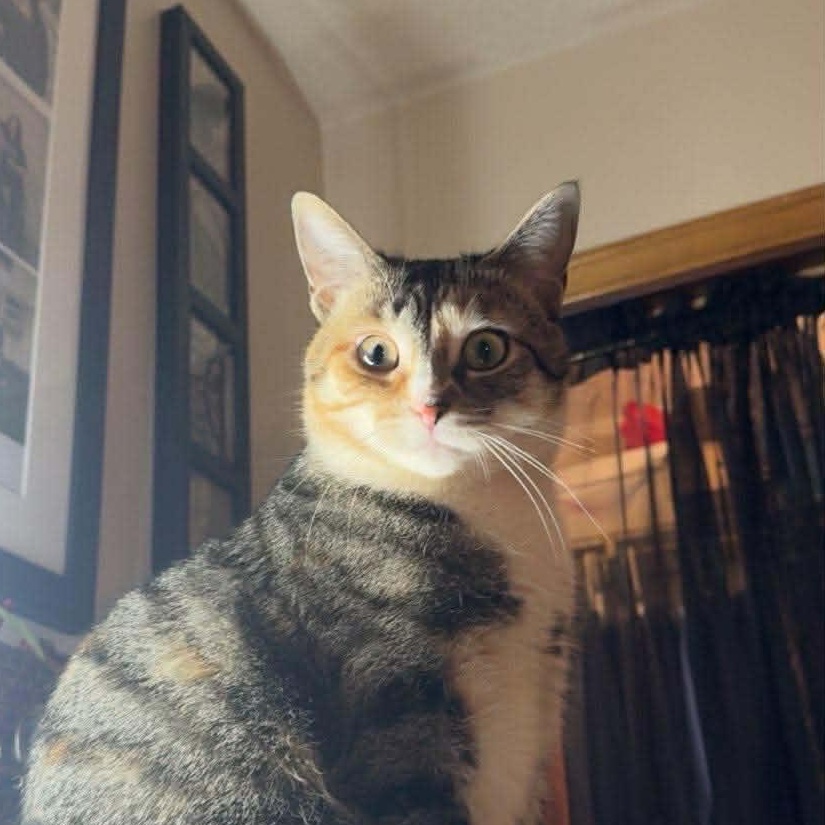 Enlarge Miss Lady, a Adoptable mixed breed in East Lansing, MI image 2/6