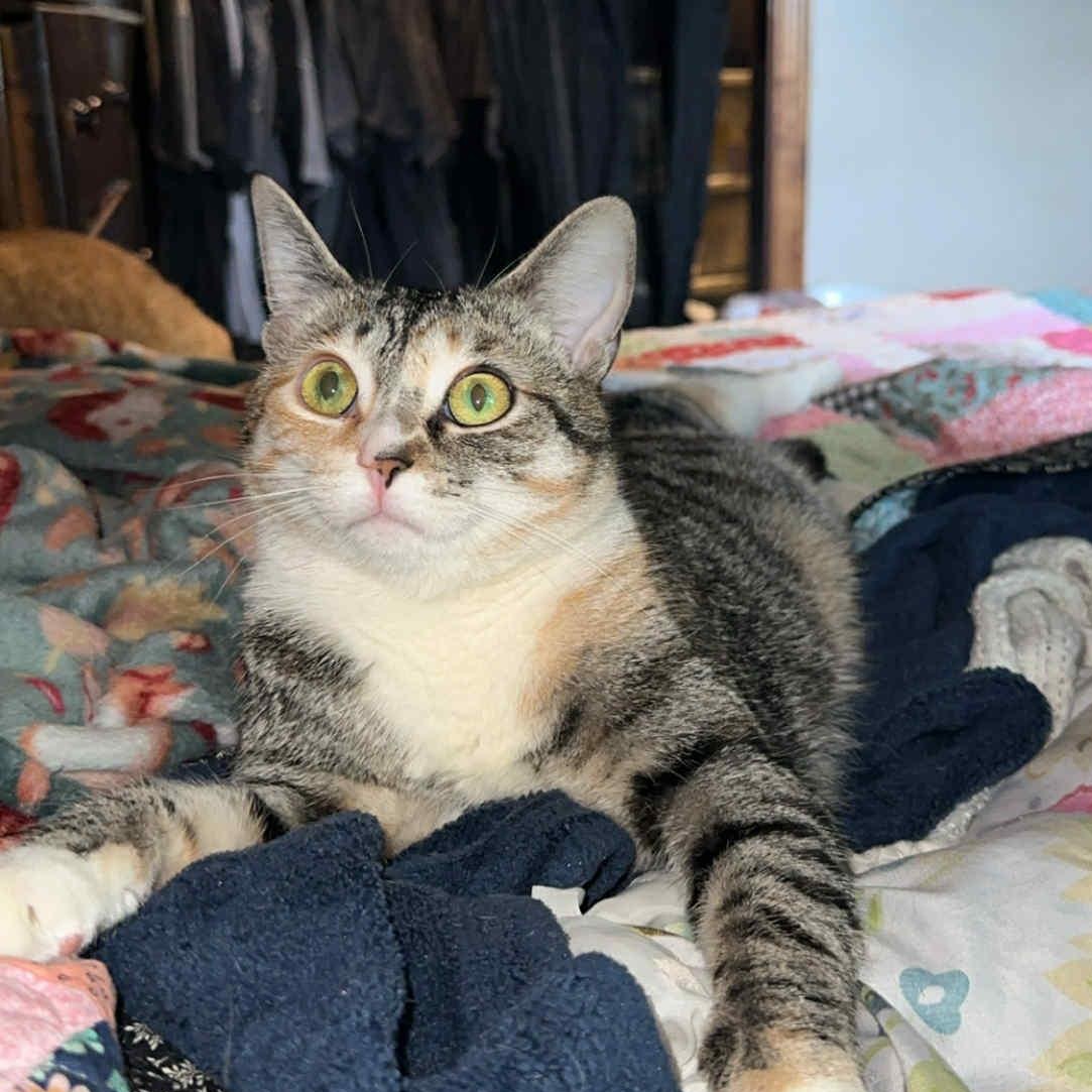 Sassy Baby, a Adoptable mixed breed in East Lansing, MI image 2/6