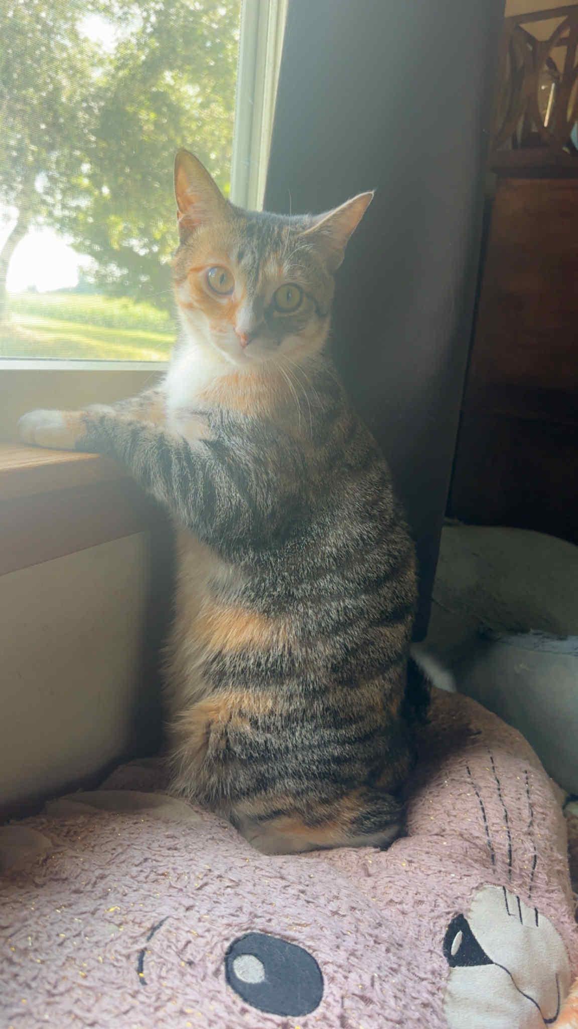 Sassy Baby, a Adoptable mixed breed in East Lansing, MI image 6/6