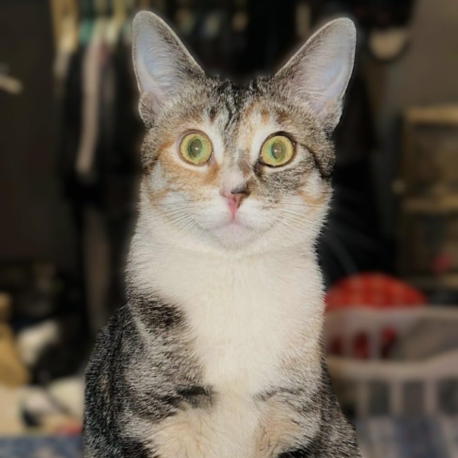 Sassy Baby, a Adoptable mixed breed in East Lansing, MI image 5/6