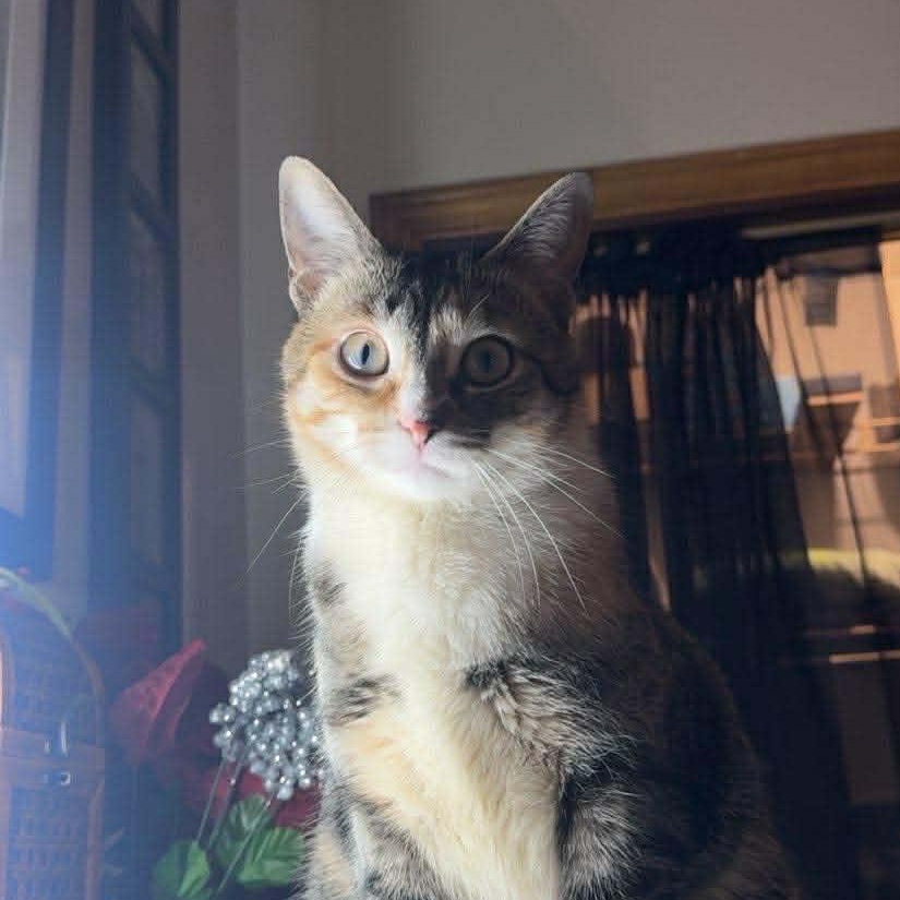 Enlarge Miss Lady, a Adoptable mixed breed in East Lansing, MI image 1/6