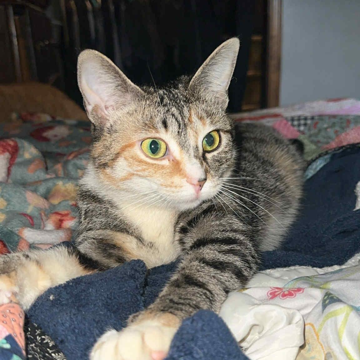 Sassy Baby, a Adoptable mixed breed in East Lansing, MI image 1/6