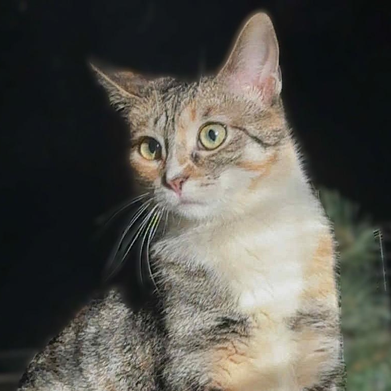 Sassy Baby, a Adoptable mixed breed in East Lansing, MI image 3/6