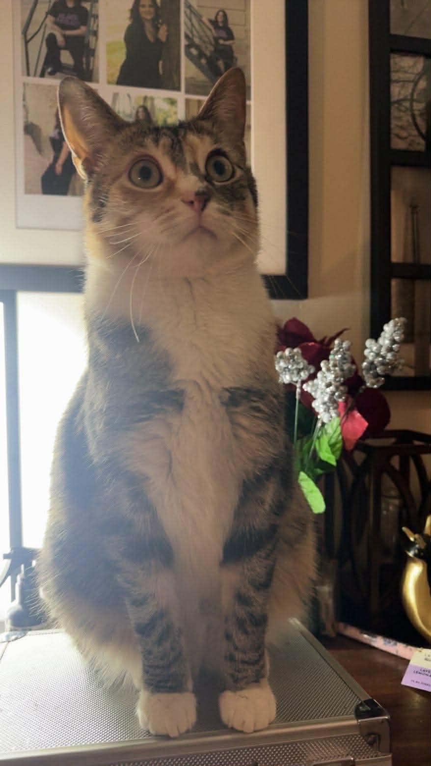 Enlarge Miss Lady, a Adoptable mixed breed in East Lansing, MI image 6/6