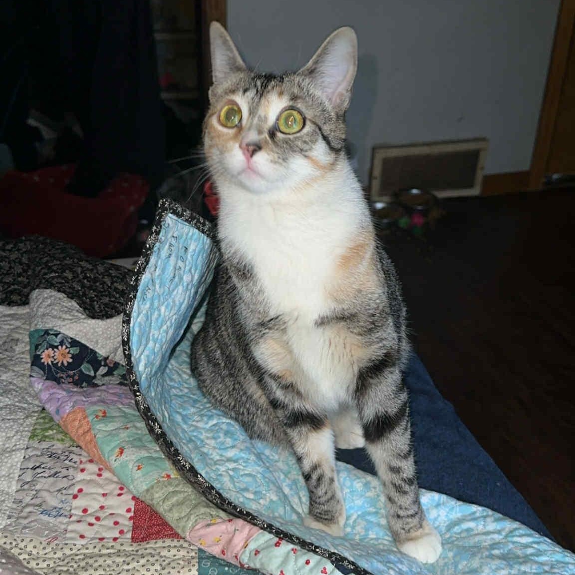 Sassy Baby, a Adoptable mixed breed in East Lansing, MI image 4/6