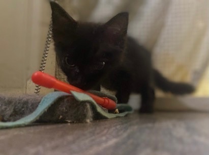 Pony Girl, Adopted, Kitten Female Domestic Medium Hair.