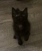 Pony Girl, a Adopted Domestic Medium Hair in Benson, NC image 2/4