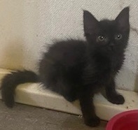 Pony Girl, a Adopted Domestic Medium Hair in Benson, NC image 3/4