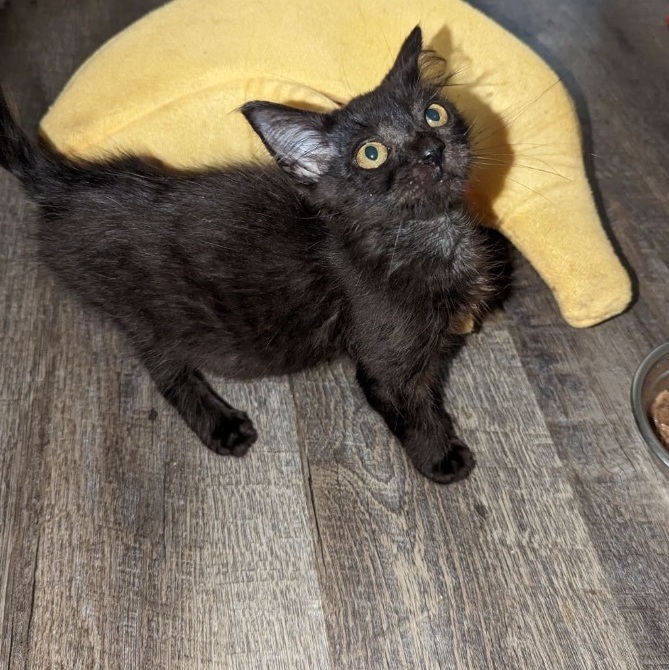 Pony Girl, a Adopted Domestic Medium Hair in Benson, NC image 4/4