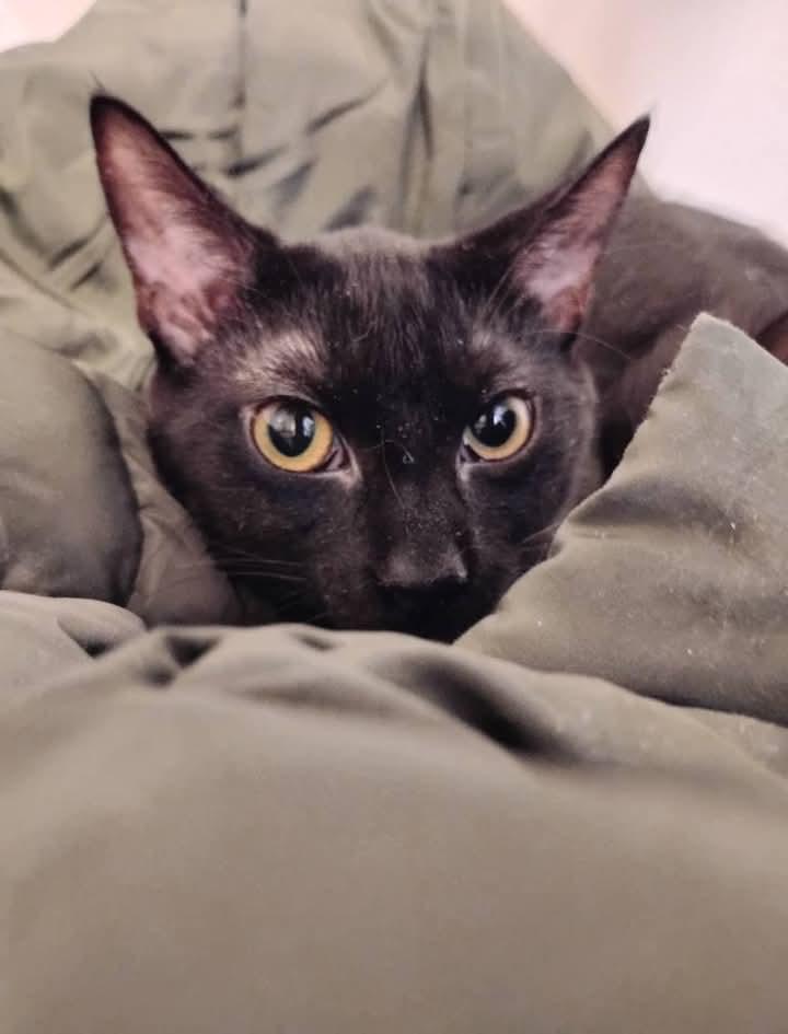 Snowflake, a Adoptable American Shorthair in Hoboken, NJ image 4/6