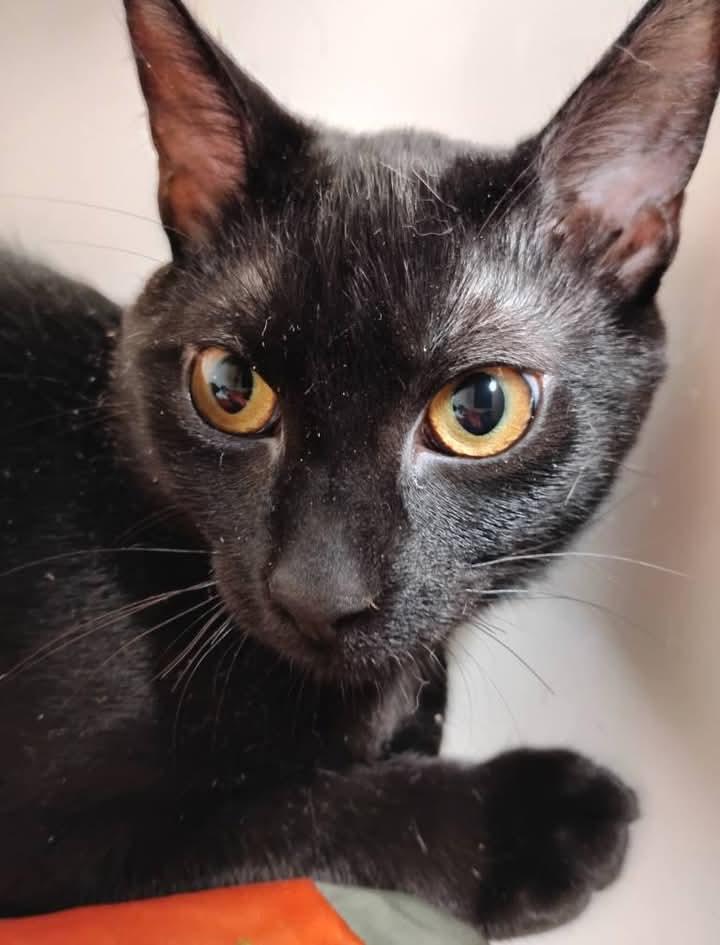 Snowflake, a Adoptable American Shorthair in Hoboken, NJ image 5/6