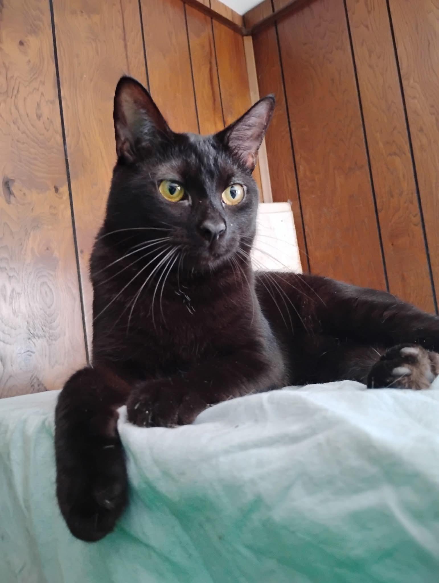 Snowflake, a Adoptable American Shorthair in Hoboken, NJ image 1/6