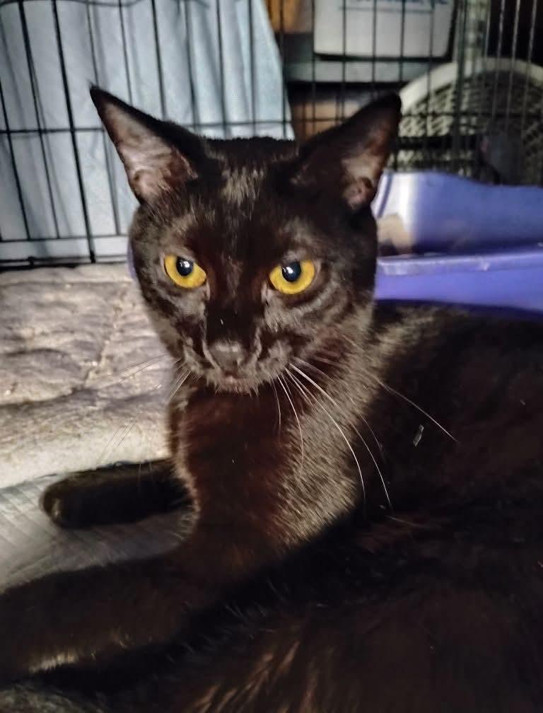 Snowflake, a Adoptable American Shorthair in Hoboken, NJ image 3/6