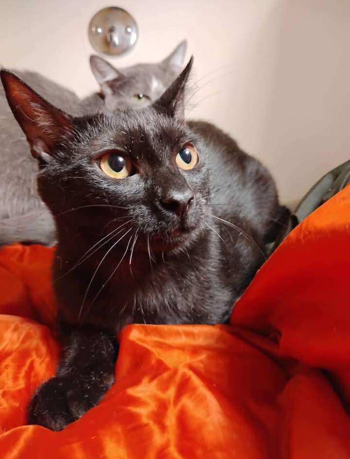 Snowflake, a Adoptable American Shorthair in Hoboken, NJ image 6/6